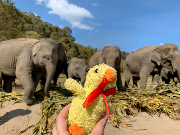 kweh with elephants