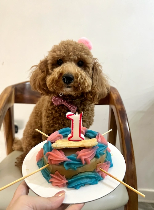 Boom the poodle's first birthday