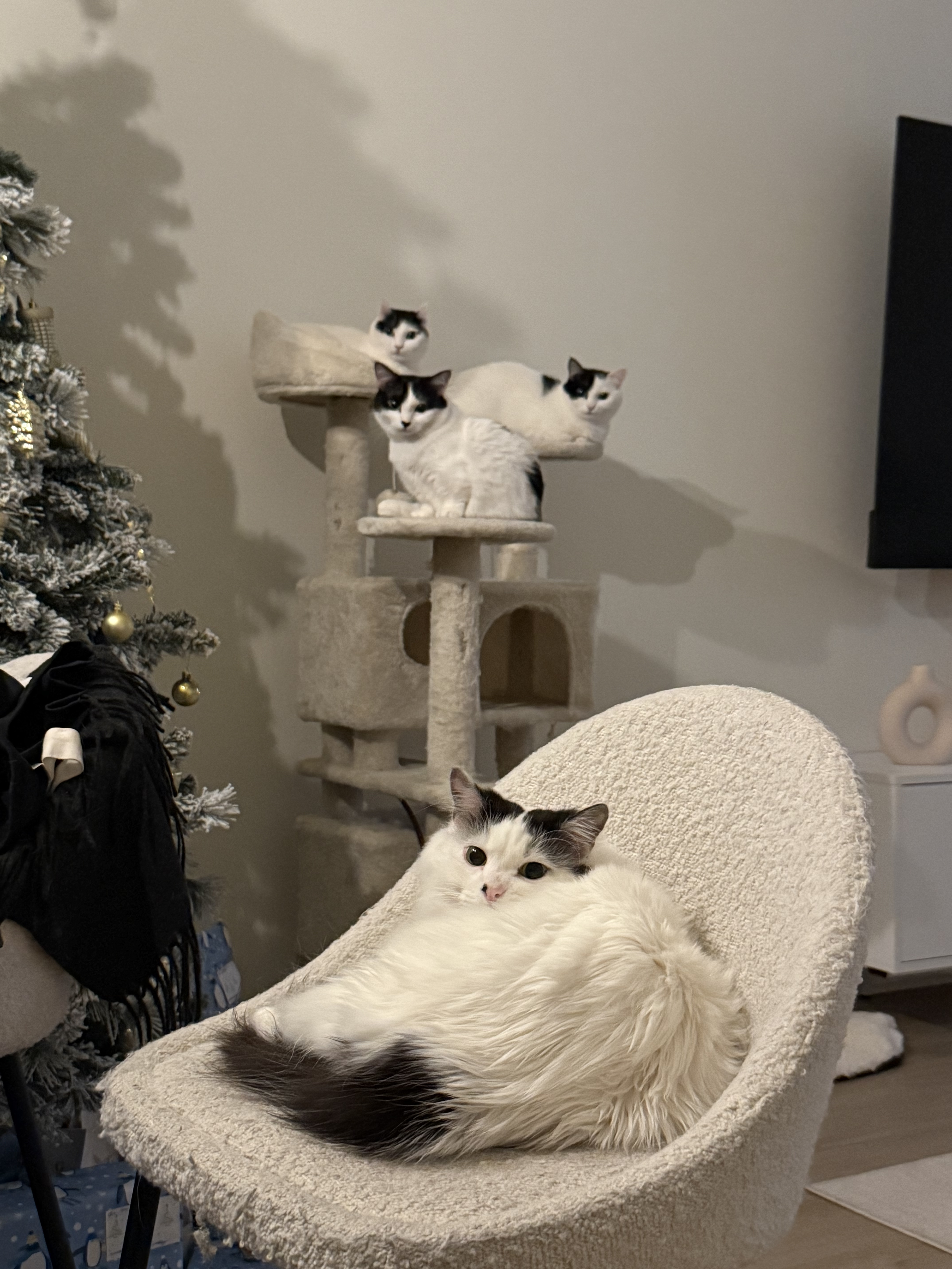 Ate's 4 cats