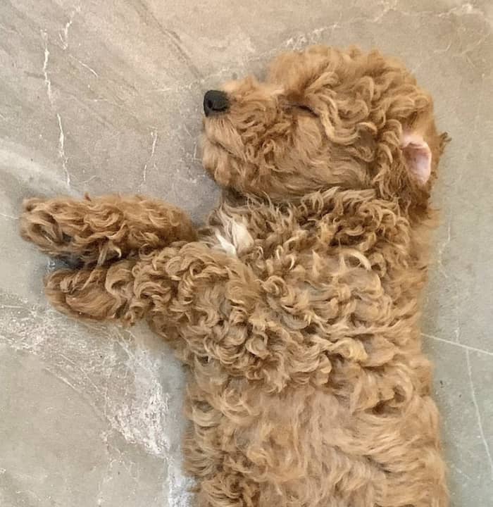 Chicken the poodle puppy
