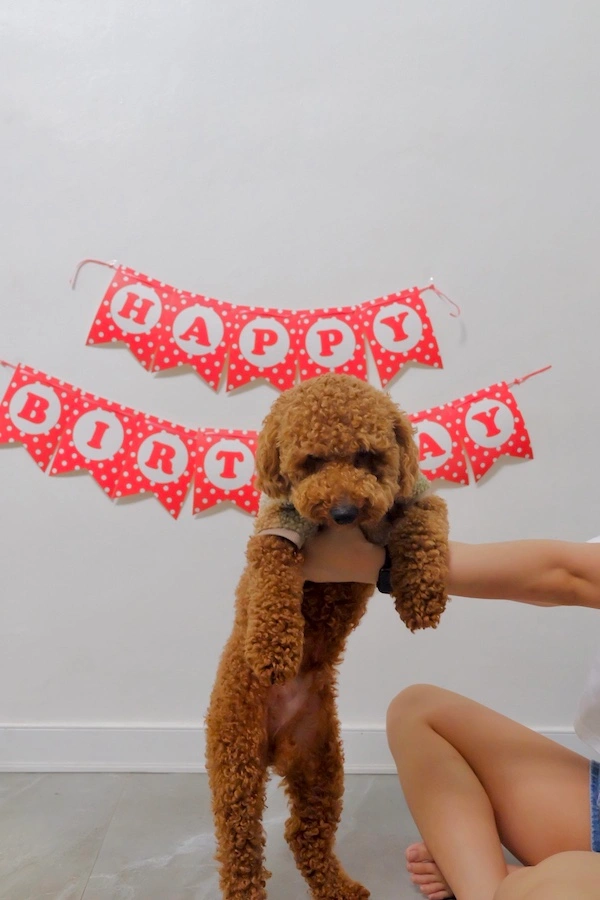 Chicken the poodle's birthday with signage