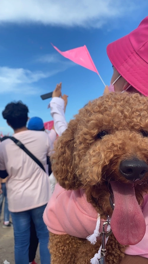 Chicken the poodle in Manalakaran Tamu (rally for #LeniKiko2022)